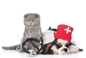 Kitten with stethoscope on his neck and Cocker Spaniel puppy wea