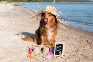Hund mit Strohhut im Sommer macht Urlaub am Meer auf der Insel Rgen