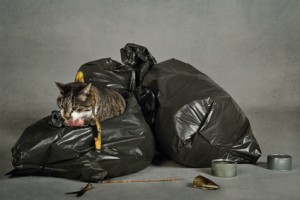 chat errant fouillant les poubelles