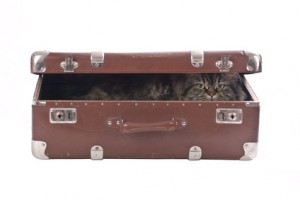 Katze im alten Vintage Koffer