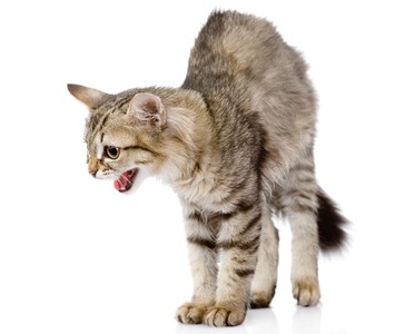 Körpersprache/Ausdrucksverhalten – Wie kommuniziert meine Katze?